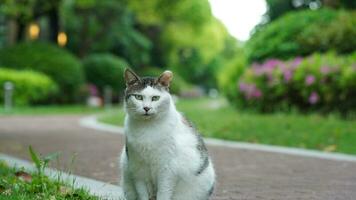 eine entzückende Wildkatze, die im Garten zum Ausruhen sitzt foto