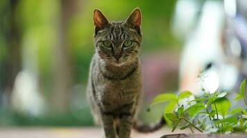 eine entzückende Wildkatze, die im Garten zum Ausruhen sitzt foto