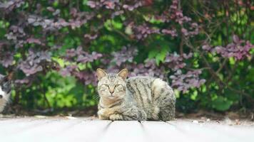 die süße kleine katze, die im hof spielt foto