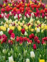 Tulpen, im das Niederlande foto