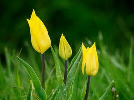 Tulpen, im das Niederlande foto