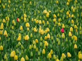 Tulpen in den Niederlanden foto