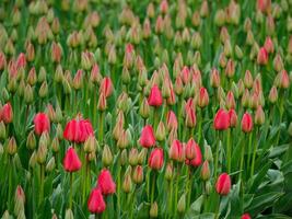 viele Tulpen im das Niederlande foto