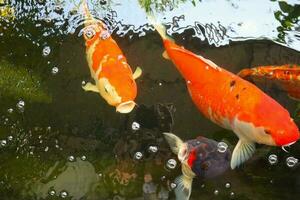 Koi Fisch Schwimmen im das Teich. foto