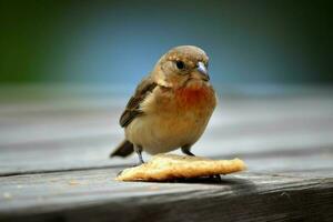 Vogel nehmen Cracker Lebensmittel. generieren ai foto