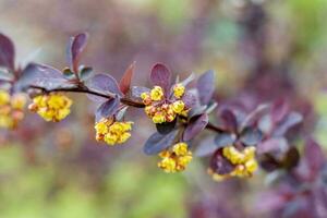 ein Strauch mit schön Gelb Blumen. das blühen Baum. foto