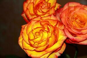 ein hell Orange Rose Knospe auf ein dunkel Hintergrund. ein schön Rose. foto