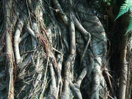 Textur Hintergrund von Baum Wurzeln auf das Kofferraum von alt Baum foto