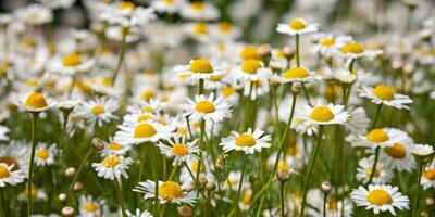 Kamille Blumen Sommer- Feld generativ ai foto