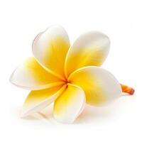 Plumeria Blume isoliert. Illustration ai generativ foto