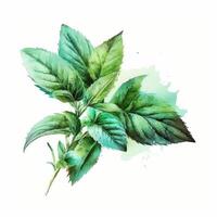 Aquarell Minze Blätter. Illustration ai generativ foto