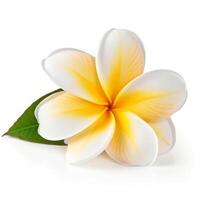 Plumeria Blume isoliert. Illustration ai generativ foto