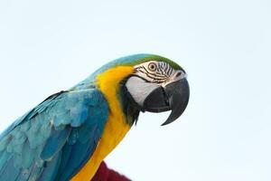 schließen oben von bunt Blau Ara Papagei Haustier Barsch auf Schlafplatz Ast mit Blau klar Himmel Hintergrund foto