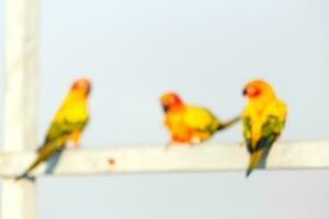 verschwommen schön schön Orange Gelb Grün Papagei Sonne conure auf Schlafplatz Ast mit Blau klar Himmel Hintergrund foto