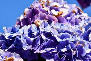 Hintergrund mit Blumen foto