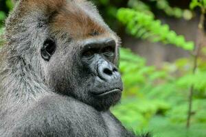 starker erwachsener schwarzer Gorilla foto