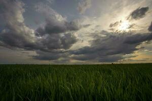 hoch Grün Gras Hintergrund Über Himmel foto