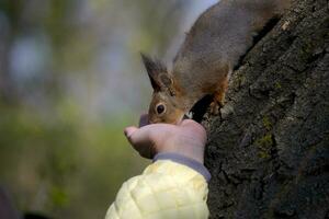 ein klein Eichhörnchen isst Nüsse von seine Hand foto