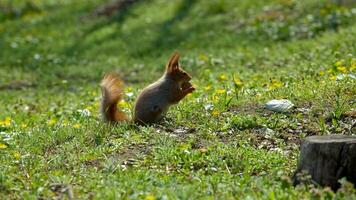 Eichhörnchen sitzt auf das Boden und isst Nüsse foto