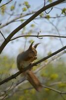 Eichhörnchen Sitzung im Baum Essen Nüsse. foto