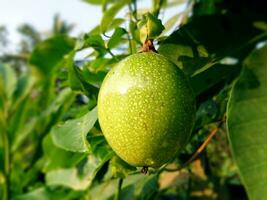 unreif Grün Leidenschaft Obst auf das Stengel foto