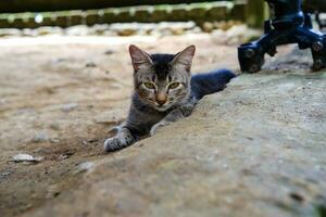 Teenager inländisch Katze entspannend auf Zement foto