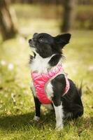 komisch wenig Chihuahua Hund Theaterstücke auf das Gras. foto