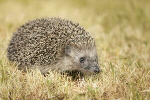 Igel auf dem Gras. foto