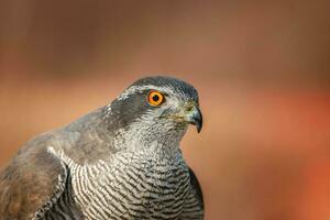 Nord Hühnerhabicht Accipiter gentilis - - Erwachsene foto