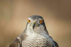 Nord Hühnerhabicht Accipiter gentilis - - Erwachsene foto