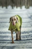 Hund Porträt auf das Weiß Winter Hintergrund foto