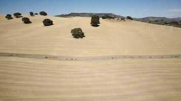 Luftdrohnenansicht von getrocknetem Land mit wenigen Olivenbäumen. Klimawandel. schwere Trockenzeit. Erderwärmung. Umweltkatastrophe. kein Wasser. trockene landwirtschaftliche Felder. Wasserknappheit. keine Ernten. foto