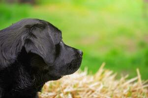 Profil von ein schwarz Hund auf ein Hintergrund von Stroh und Gras. Labrador Retriever draußen foto