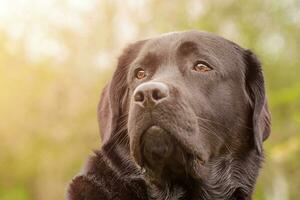schwarz Labrador Retriever auf ein Grün Hintergrund. Hund Porträt Sanft Fokus auf das Augen. ein Haustier. foto