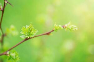 Grün Neu Blatt auf ein Baum im Frühling. Sanft Fokus auf Blatt und verschwommen Grün und braun Bokeh Hintergrund. foto