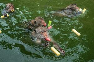 Affe schwimmt und isst Essen von Touristen im Stausee. foto