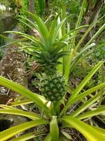 Grün jung Ananas im das Zuhause Garten, sieht aus schön und frisch foto