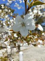 bunt Frühling Blumen im das Garten. Blumen- Hintergrund. Frühling Blumen. foto