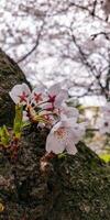 bunt Frühling Blumen im das Garten. Blumen- Hintergrund. Frühling Blumen. foto