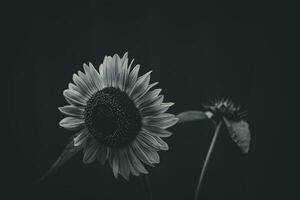 Sommer- reif Sonnenblume wachsend im ein Zuhause Garten unter Grün Blätter foto