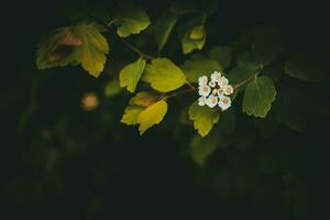 Frühling Busch mit Weiß klein Blumen auf ein Hintergrund von dunkel Grün Blätter foto