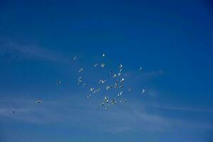 ein Herde von Weiß fliegend Tauben fliegend gegen Sommer- Blau Himmel mit Weiß Wolken foto