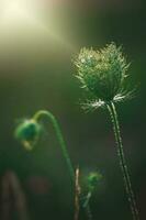 zart wild Weiß Wiese Blume zündete durch warm Abend Sommer- Sonne auf ein Ruhe Hintergrund foto