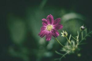 wenig Sommer- Blumen wachsend im das Garten unter Grün Laub Hintergrund auf ein warm Tag foto