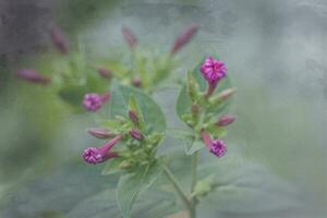 Sommer- wenig lila Blume im das Garten unter Grün Blätter draußen foto