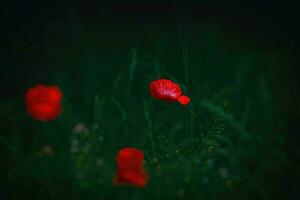 rot zart Sommer- Mohn auf Grün Wiese Hintergrund foto