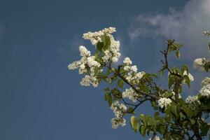 Blühen Weiß Frühling lila mit Grün Blätter auf ein Hintergrund von Blau Himmel foto