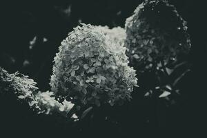 Weiß groß Hortensie im ein Sommer- Garten unter Grün Blätter foto