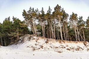 Weiß Sand Dünen mit groß Kiefer Bäume wachsend auf Sie beim das baltisch Meer foto