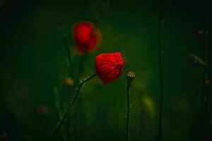 rot zart Sommer- Mohn auf Grün Wiese Hintergrund foto